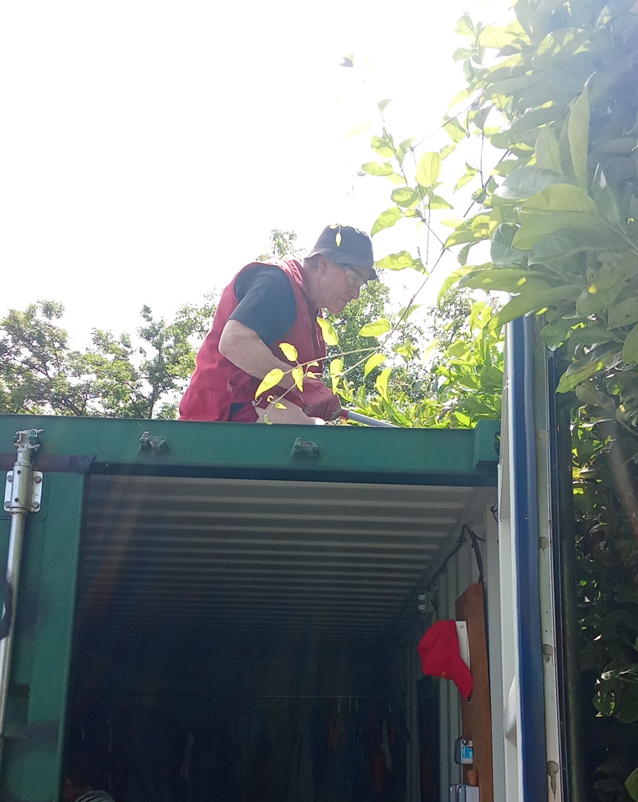 Photo de haie taillée